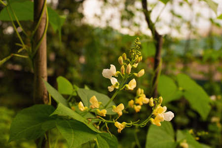 Blooming white bean flowers in the garden in the country garden