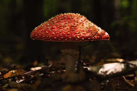 Big fly agaric between grasses - macro shot in side viewの写真素材