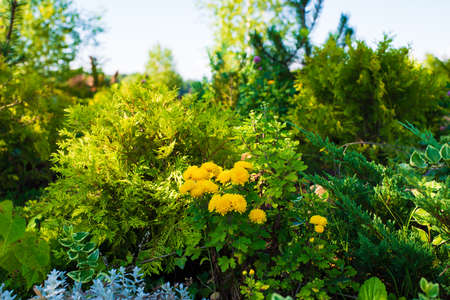 Blooming bush of chrysanthemums on an alpine slide