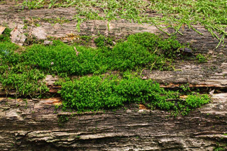 Green moss on a wooden surface close up