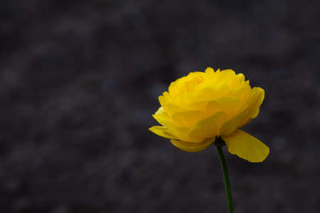 Yellow tulips on Gray backgroundの写真素材