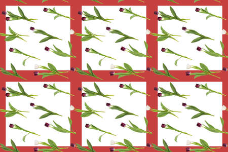 Pattern of flowers tulips on a white backgroundの写真素材