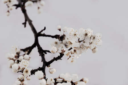 Vintage photo of white cherry tree flower in springの写真素材