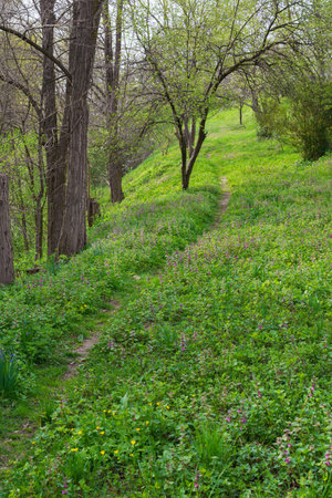 A path trodden by people into the depths of the forest