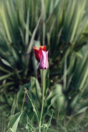 Red tulip flower among the green leaves