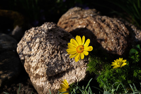 Yellow flowers of rare Adonis bloomed in the mountains among stones stonesの写真素材
