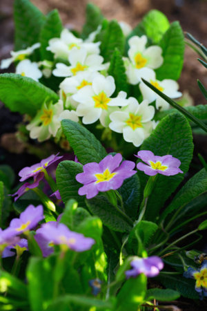 Multicolor Primrose primula vulgaris first spring flower blossoming in march. Perennial yellow...
