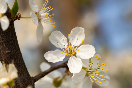 Flowers of the cherry blossoms on a spring dayの写真素材