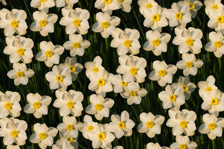 White narcissus with a yellow core bloom in the garden in April. A large field of narcissus. Spring white and yellow flowers.の写真素材