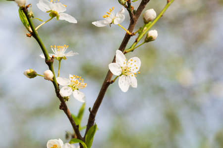 A branch with white flowers on a background with soft bokeh close-up. Plum blossom in spring. Beautiful floral background.の写真素材