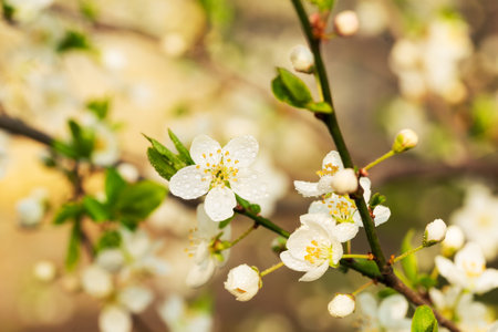A branch with white flowers on a background with soft bokeh close-up. Plum blossom in spring. Beautiful floral background.の写真素材