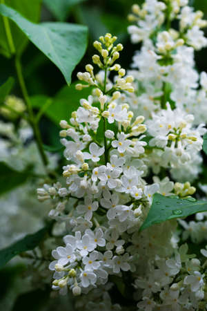 Blooming white lilac flowers in green leavesの写真素材