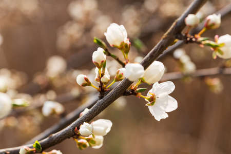 Blossoming of plum flowers in spring time with green leaves, vintage floral background