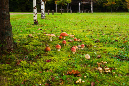 Large family of red fly agarics among the grass near the trunk of a young tree