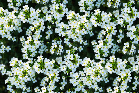 Background of blooming carpet of small white flowers. Close up. Flowers are lit by sun.の写真素材