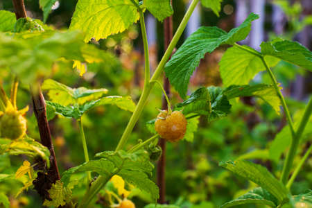 Lots of red ripe yellow raspberries on a bush. Close up of fresh organic berries with green leaves on yellow raspberry cane. Summer garden in village. Growing berries harvest at farm.の写真素材