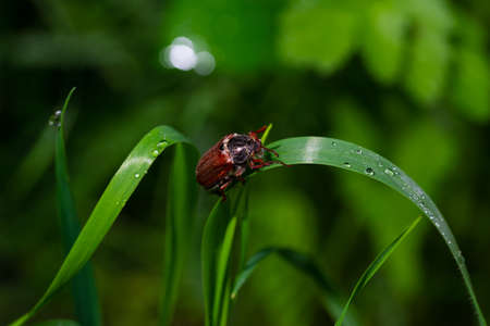 Cockchafer sitting on a blade of green grass, spring view