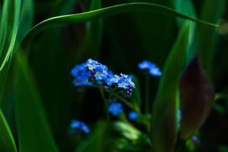 Natural floral background with blue flowers among greenery
