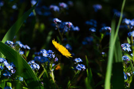 Natural floral background in a beautiful meadow with flowersの写真素材