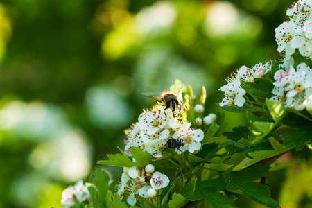 Natural background with hawthorn flowers with beautiful bokehの写真素材