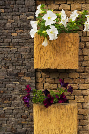 Stone wall with flower pot with white petunia flowers