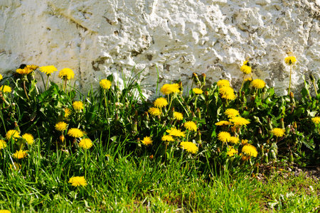 Yellow flowers dandelions among the grass at the base of an old painted stone wallの写真素材