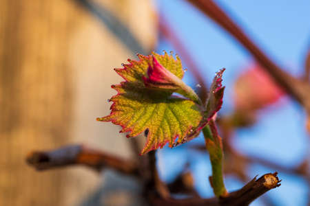 Young green tender leaves of grapes on a background of blue sky in springの写真素材