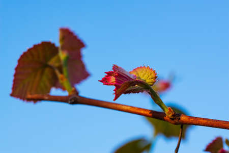 Young green tender leaves of grapes on a background of blue sky in springの写真素材