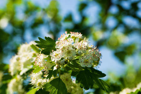 Natural background with flowering medicinal hawthorn tree
