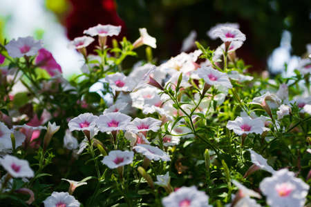 Natural background with flowers on a clear sunny day