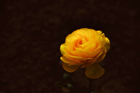 Natural vintage background with yellow rose flower