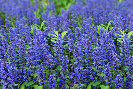 Blue flowers honey plants close-up in a meadow with soft lighting.Floral background