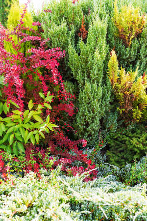 Autumn twigs bushes with colorful leaves from green to red and yellow. Bright autumn natural background with bright colorsの写真素材