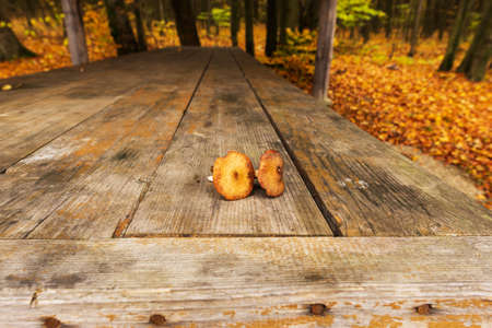 Picking mushrooms in the forest. Two vezhie raw mushrooms on a wooden table in a forest gazeboの写真素材