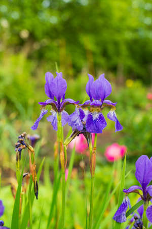 Irises bloom in a country home garden