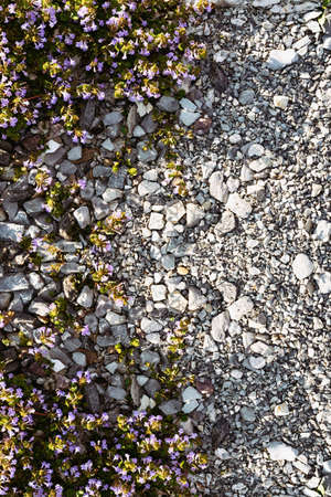 Small purple flowers and small stones of granite and marble top view for background