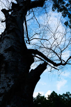 Birch tree with withered and withered twisted curved branches against a blue sky