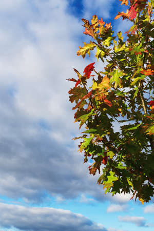 Sprig of a young oak tree with colorful autumn leaves in the foreground and sky with clouds on the...