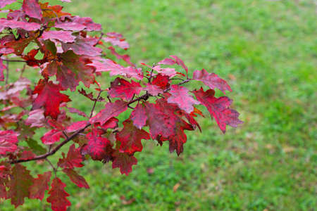 The leaves of a young oak turned red in autumn in a forest reserve with a green backgroundの写真素材