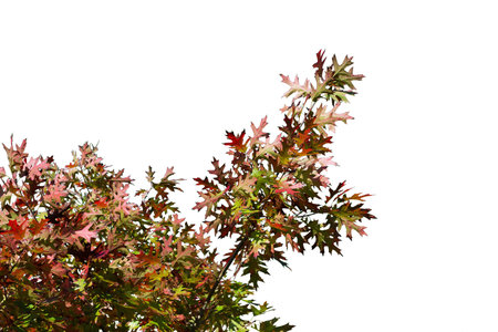 Branch with autumn oak leaves of different colors isolated on white background