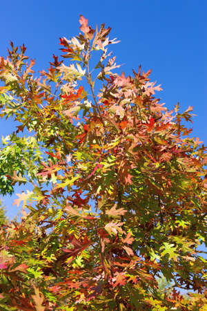 Branches with autumn oak leaves of different bright colors isolated on blue background