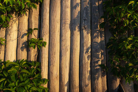 Natural background with a fence and a weaving lianaの写真素材