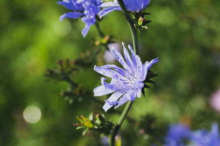 Flower of wild chicory on a background of a different field grass.