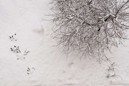 Top view of a tall snow-covered tree. Trees in the snow. Aerial view of frosty forest landscape in...