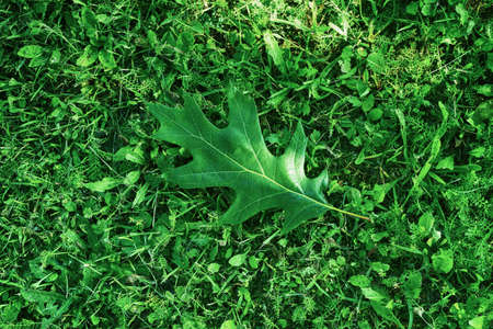 A green oak leaf lies on the grass with a top viewの写真素材