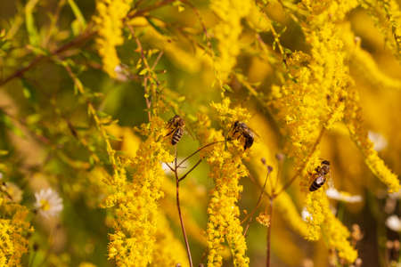 Detail of a European or Western honey bee pollinating yellow Ambrosia flowers with warm sunlight on a spring afternoon. Bees are working on yellow flowers. Climate change concept. Allergy to pollen and plants.の写真素材