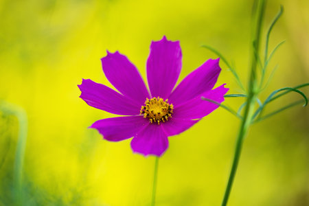 Beautiful purple Cosmos flower in the garden. Violet flowers pictures. Cosmos bipinnatus, commonly called the garden cosmos or Mexican aster.の写真素材