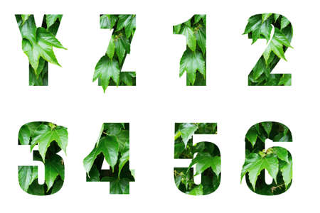 Volumetric letters AND NUMBERS of the alphabet from green leavesの写真素材