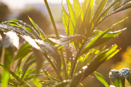 close-up of green palm leaves with rain drops from a chinese fan palm tree shot after a tropical rainの写真素材