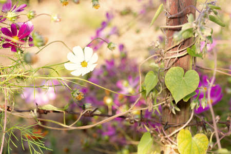 multicolored natural spring background with flowers cosmosの写真素材